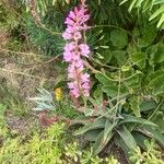 Francoa appendiculata Λουλούδι