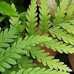 Dryopteris cristata पत्ता