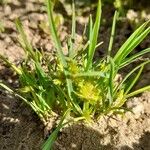 Cyperus squarrosus عادت داشتن