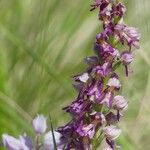 Orchis × spuria ফুল