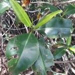 Rhizophora mangle Blatt