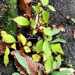 Zelkova carpinifolia Leaf