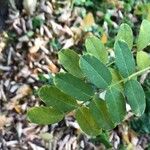 Caragana arborescens Leaf