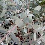 Eucalyptus polyanthemos Лист