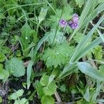 Primula matthioli Flower