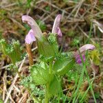 Pedicularis sylvatica Habit