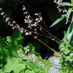 Heuchera rubescens Celota