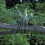 Tillandsia fasciculata Yeri