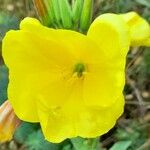 Oenothera × fallax Blomst