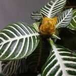 Aphelandra squarrosa その他の提案