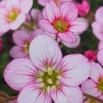 Saxifraga rosacea Blüte