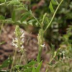 Glycyrrhiza lepidota Habitus