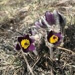 Pulsatilla montana Bloem