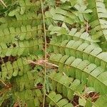 Albizia adianthifolia 葉