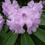 Rhododendron davidi