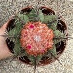 Melocactus matanzanusYaprak