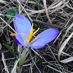 Crocus ligusticus Кветка
