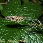 Carex pilosa Flower