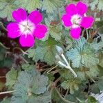 Geranium × oxonianum 整株植物