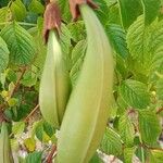 Campsis radicans Fruit
