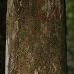 Pouteria grandis Bark