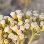 Pluchea dioscoridis Blüte