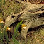 Cypripedium candidum Habitatea