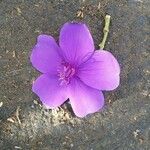 Tibouchina urvilleana Blomst