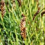 Blysmus compressus Fula