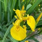 Iris pseudacorusBlüte