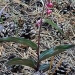 Epipactis atrorubens Leaf