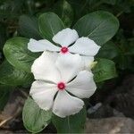 Catharanthus roseus Alia