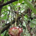 Monodora myristica Flower