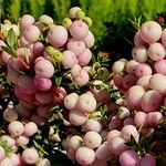 Gaultheria mucronata Fruit