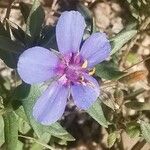 Lysimachia monelli Flower