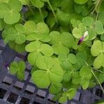 Oxalis bowiei Blatt