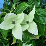 Cornus kousaFlower