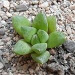 Haworthia cymbiformis (Haw.) DuvalBlad