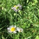 Erigeron annuusKvet