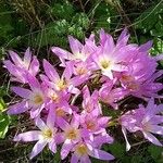 Colchicum speciosum Floare