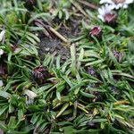 Werneria apiculata Hoja