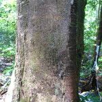 Sterculia pruriens 樹皮