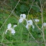 Iris albicans Flor