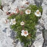 Potentilla clusiana Vekstform