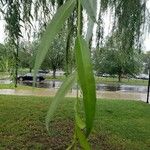 Salix babylonica Hoja