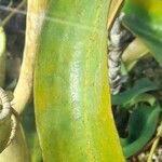 Nepenthes burbidgei पत्ता