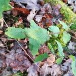 Teucrium scorodonia 葉