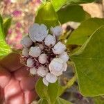 Clerodendrum chinense Cvet