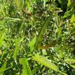 Salix eriocephala Leaf