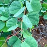 Bauhinia galpinii List